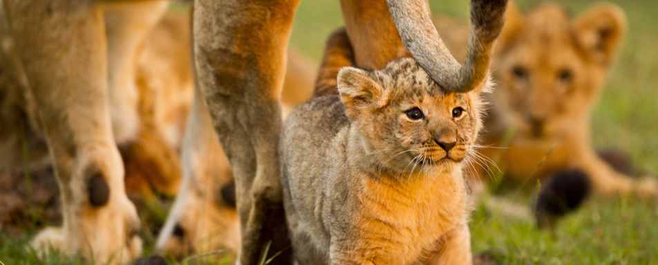 Lion Cub, Masai Mara 