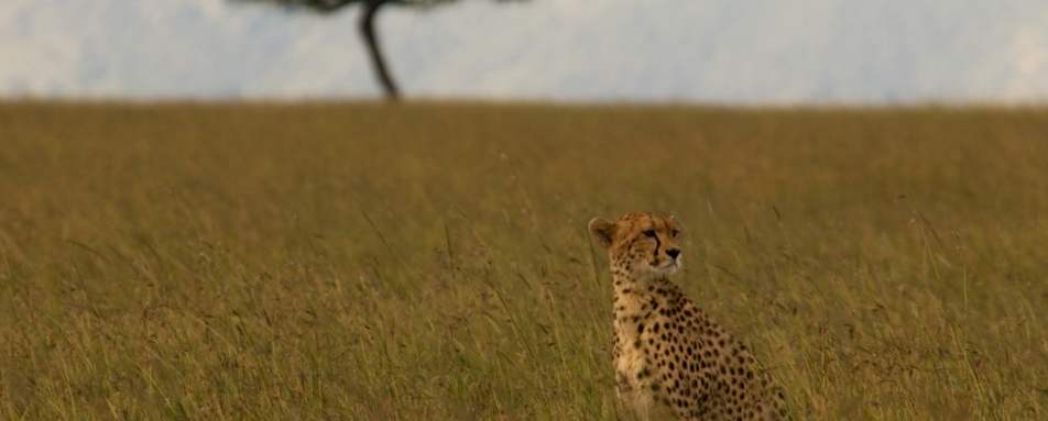 Cheetah, Masai Mara 