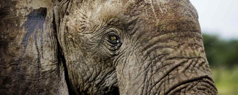 Elephant, Masai Mara