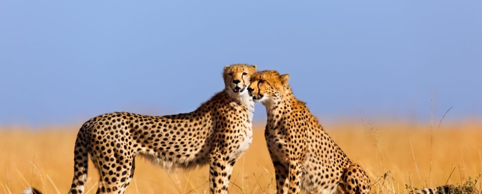 Cheetah in the Maasai Mara  - Kenya and Zanzibar