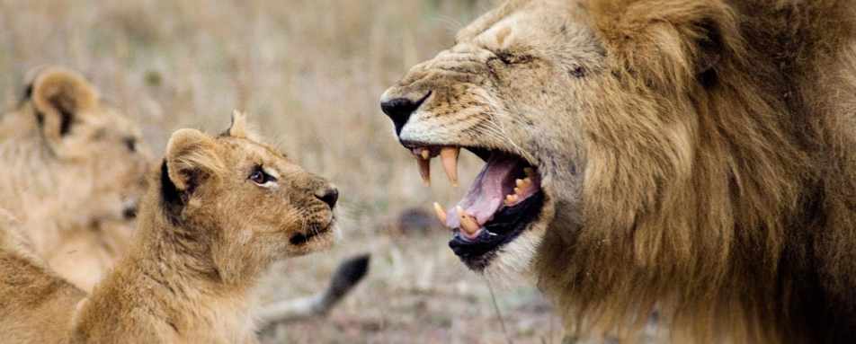 Lion father and cub from Serian Camp  - Kenya and Zanzibar