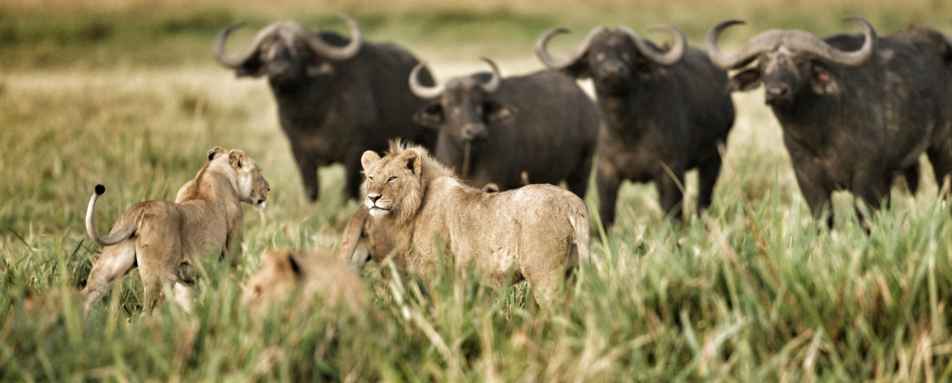 Lion and buffalo - 