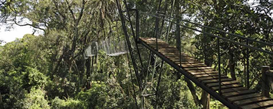Aerial Walkway in Ngare Ndare Forest 