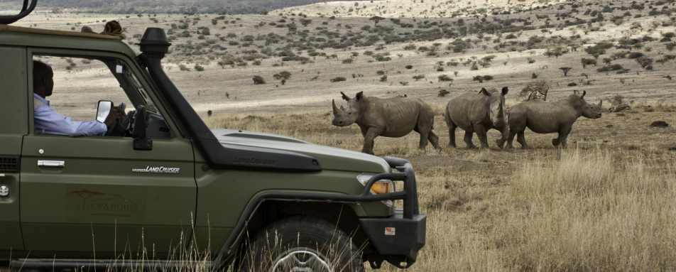 White Rhino with Car 