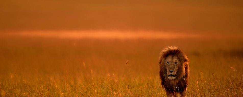 Lion in Masai Mara