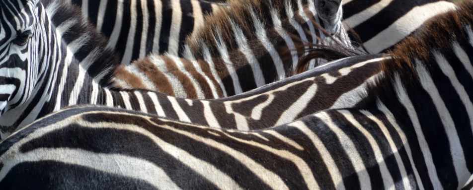 Zebra in the Masai Mara - A family safari in Kenya