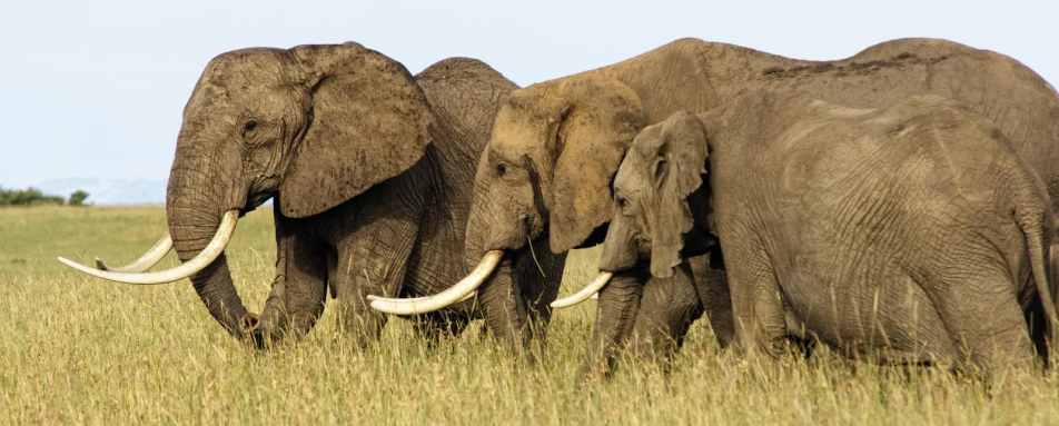 Masai Mara elephants - Kenya family safari and beach