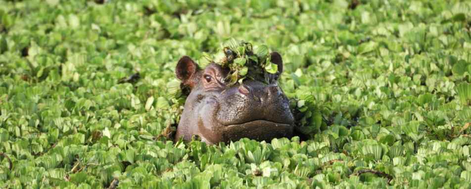 Hippo - Kenya family safari and beach
