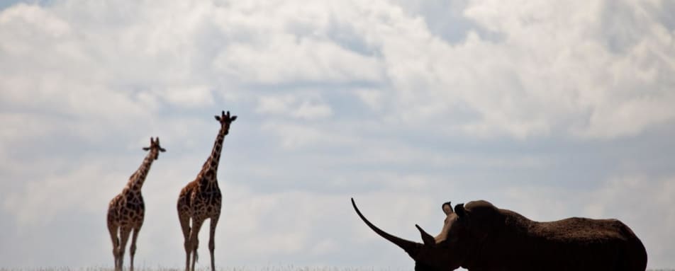 Game Viewing - Laikipia rhinos and Mara Cats