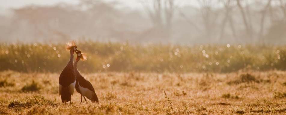 Bush - Laikipia rhinos and Mara Cats