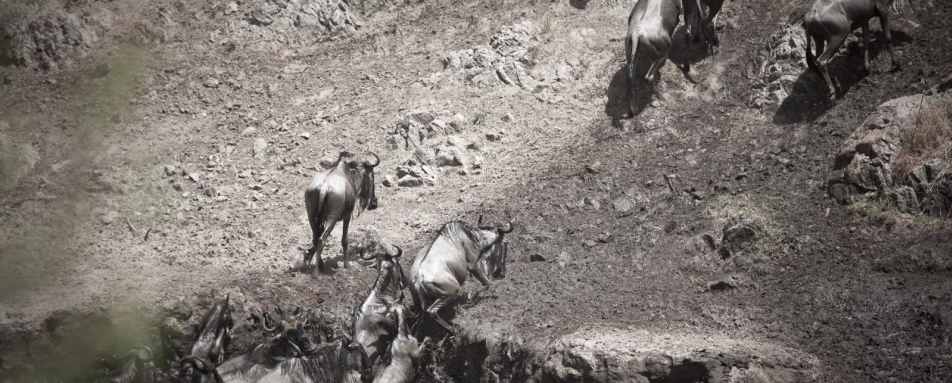 Wildebeest - Laikipia rhinos and Mara Cats