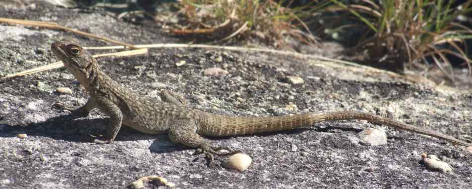 Lizard - Ankarana Lodge