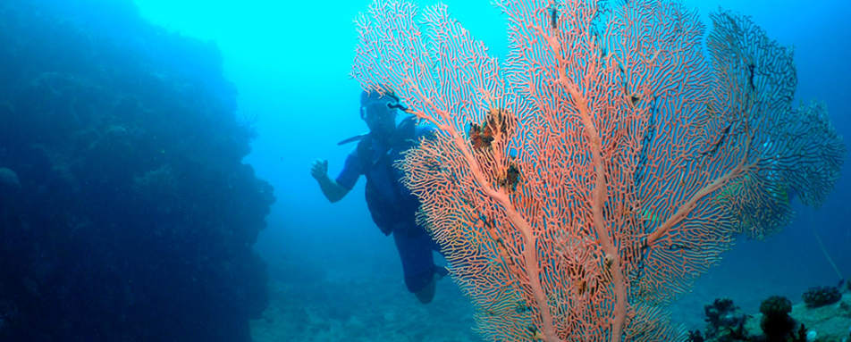 Diving - Constance Lodge Tsarabanjina