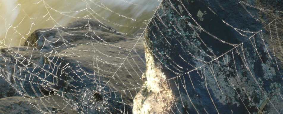 Spiders web - Setam Lodge
