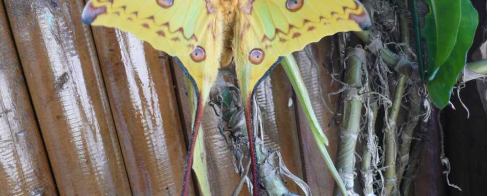 Wild butterfly - Setam Lodge