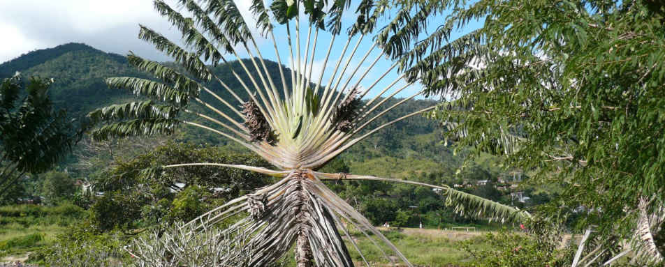 Parc National de Ranomafana - Setam Lodge