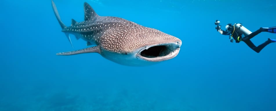 Whale Shark - Tsara Komba