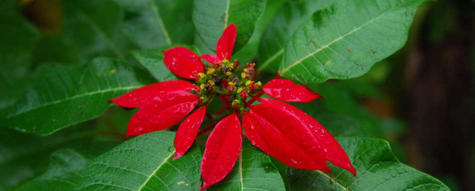 Garden - Vakona Forest Lodge