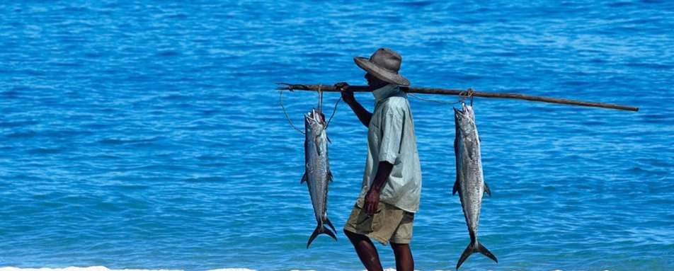 Fisherman  - Rainforest and Reefs