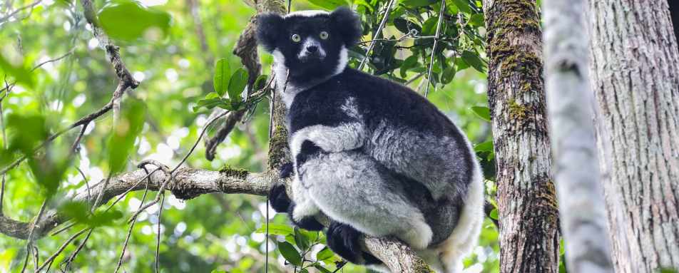 Indri - Rainforest and Reefs