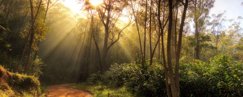 Andasibe Reserve - Rainforest and Reefs