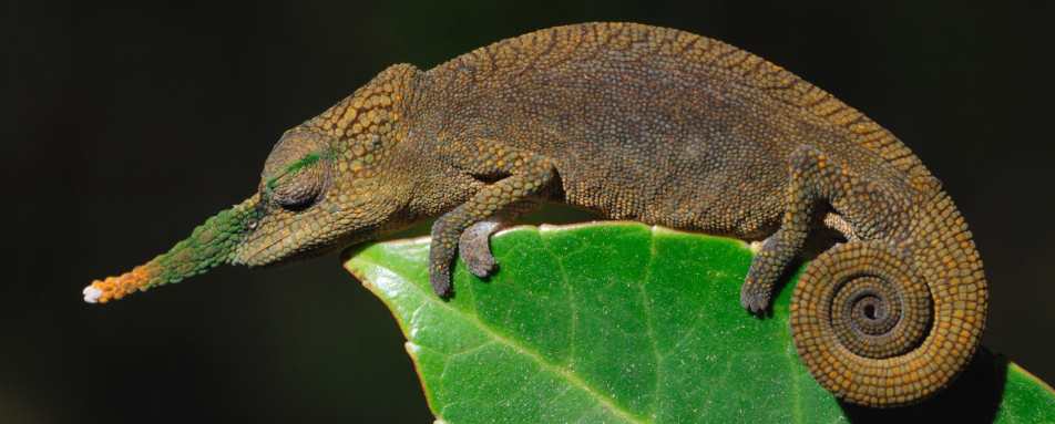 Lance nosed chameleon, Andasibe - Rainforest and Reefs