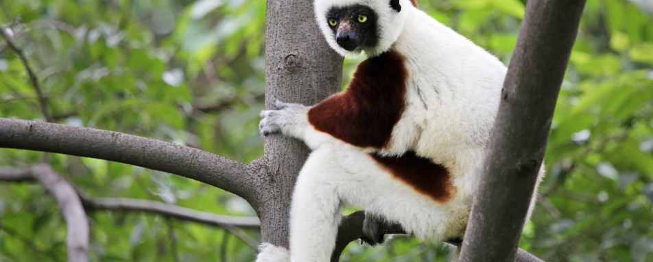 Coquerel Sifaka, Anjajavy - Rainforest and Reefs