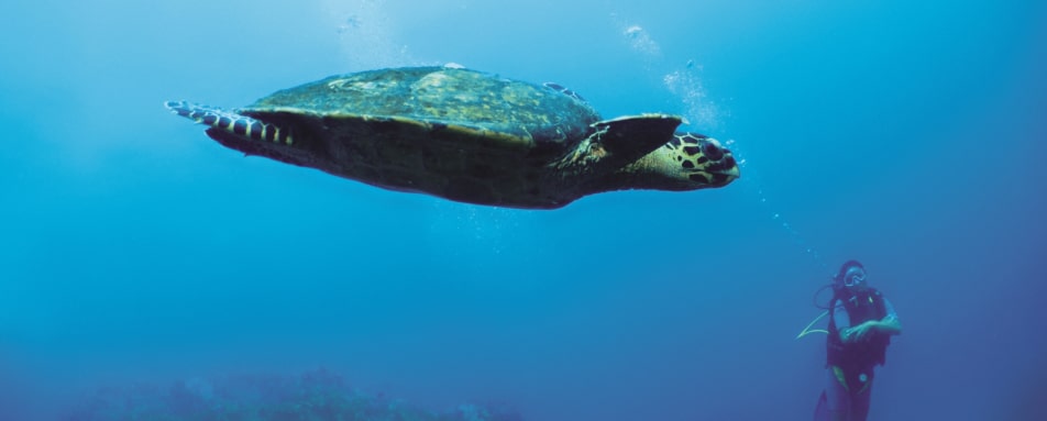 Diving in Tsarabanjina 