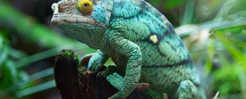 Chameleon in Madagascar 