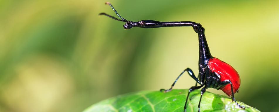 Giraffe weevil 