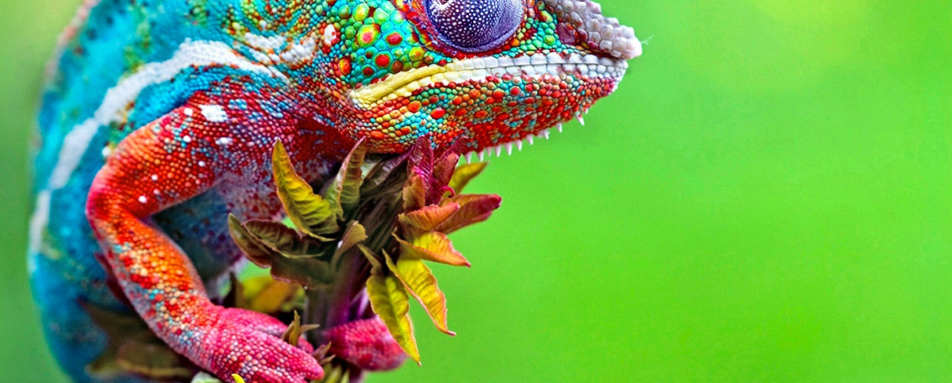 Chameleon 
