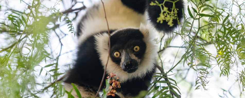 Black and white ruffed lemur 