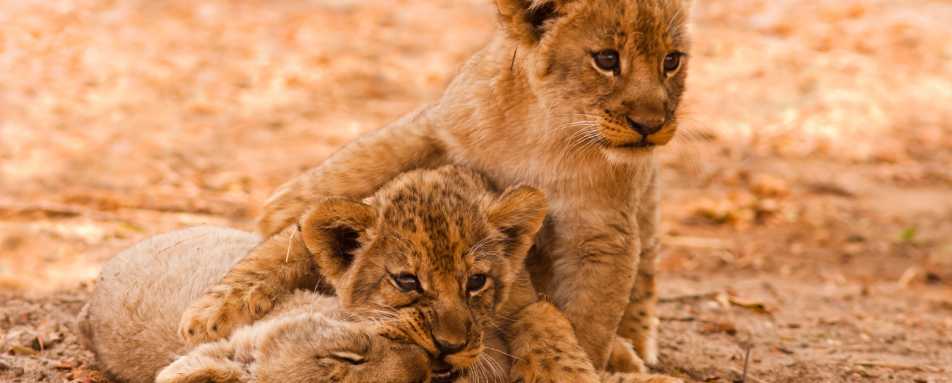 Luangwa National Park 