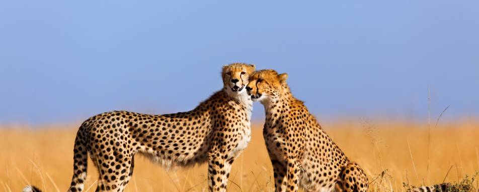 Cheetah, Maasai Mara  - Wildebeest and Lemurs