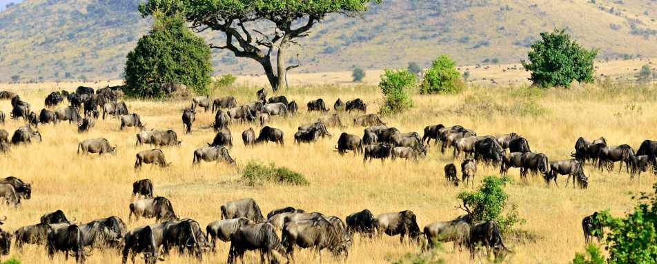 Wildebeest, Maasai Mara - Wildebeest and Lemurs