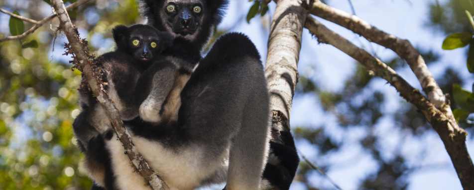 Indri, Andasibe, Madagascar - Wildebeest and Lemurs