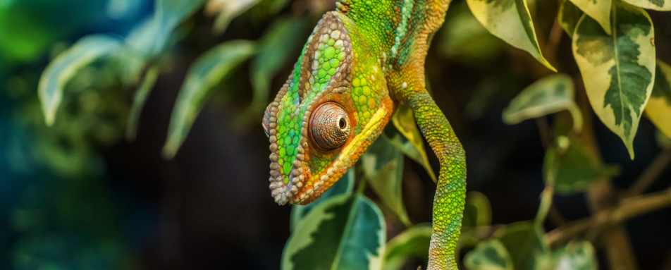 Chameleon - Wildebeest and Lemurs