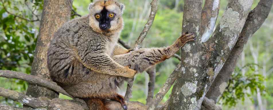 Anjajavy  - Wildebeest and Lemurs