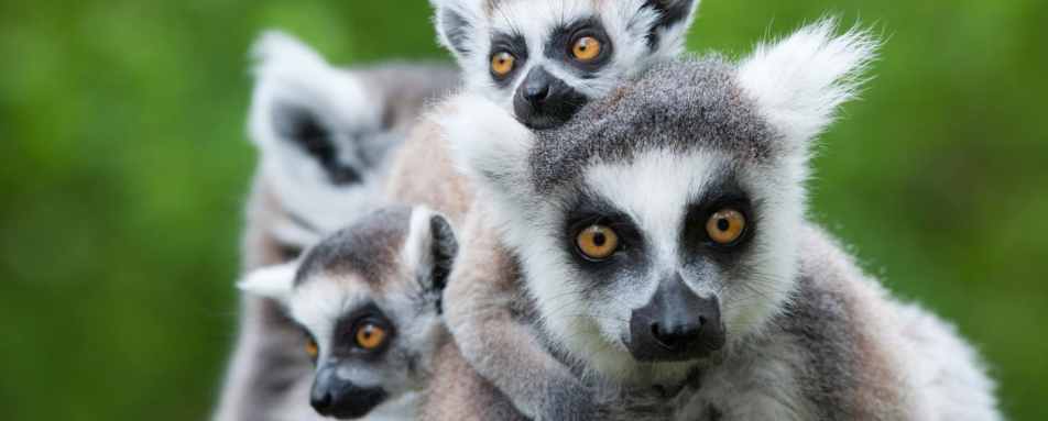 Ring tailed lemurs - Madagascar's baobabs and butterflies