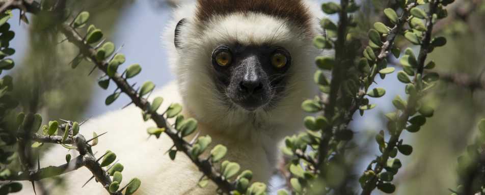 Verraux sifaka - Madagascar's Baobabs and Butterflies