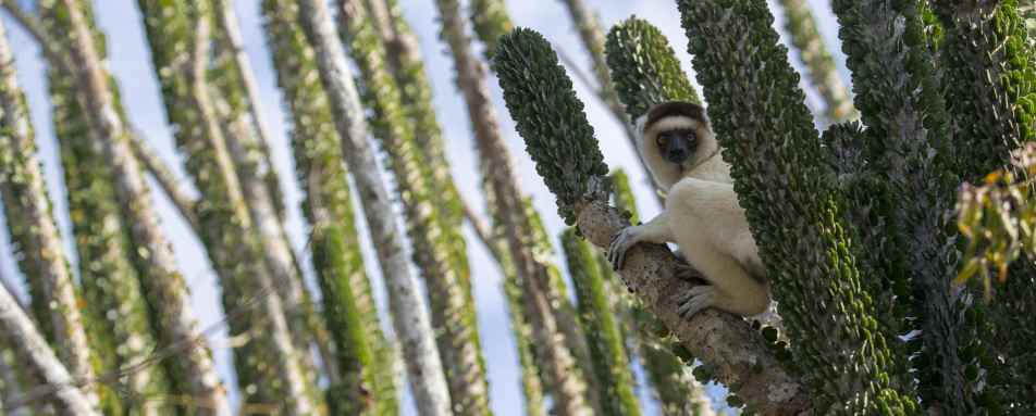 Spiny forest - Madagascar's Baobabs and Butterflies