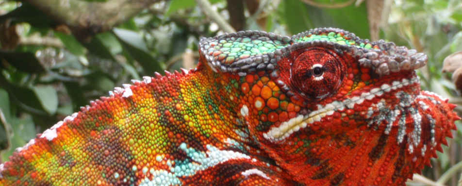 Red phase panther chameleon 
