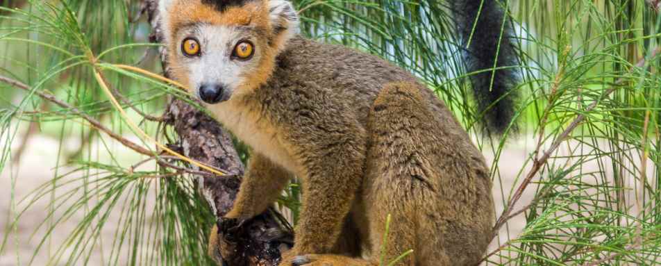 Crowned lemur 