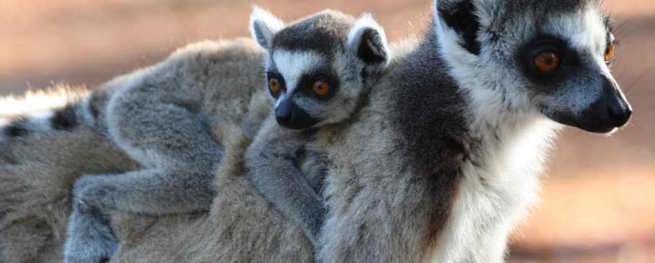 Ring tailed lemurs 