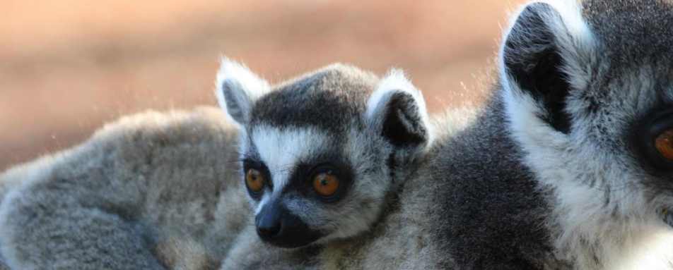 Ring-tailed lemur with baby 