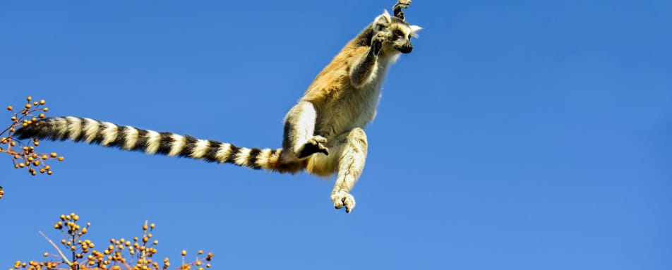 Leaping ring-tailed lemur 