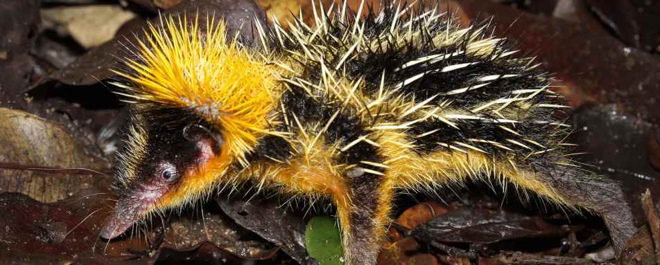 Lowland-streaked tenrec 