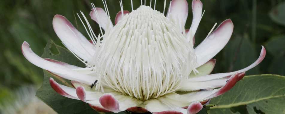 An orchid - Chelinda Lodge