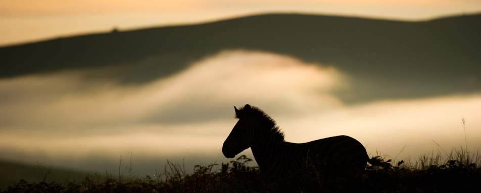 Zebra - Chelinda Lodge