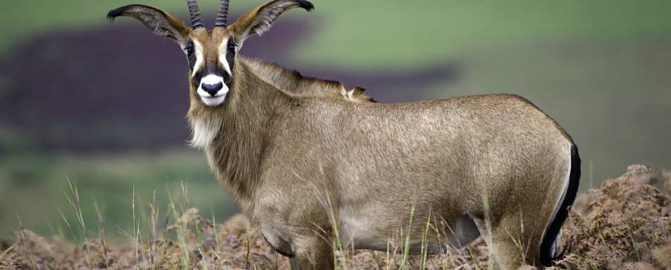 Roan - Chelinda Lodge